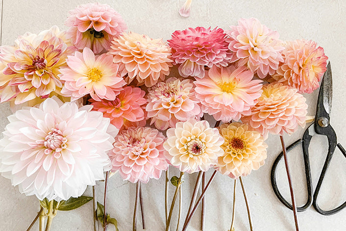 "Dazzling Dahlias" Floral Arranging Class