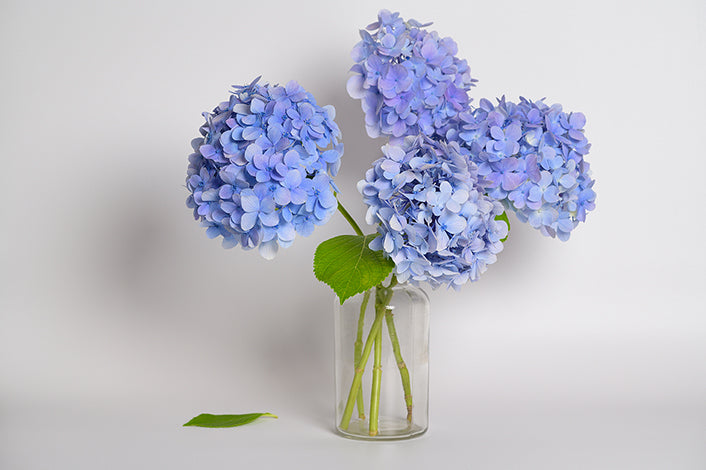 "Heavenly Hydrangeas" Flower Arranging Class