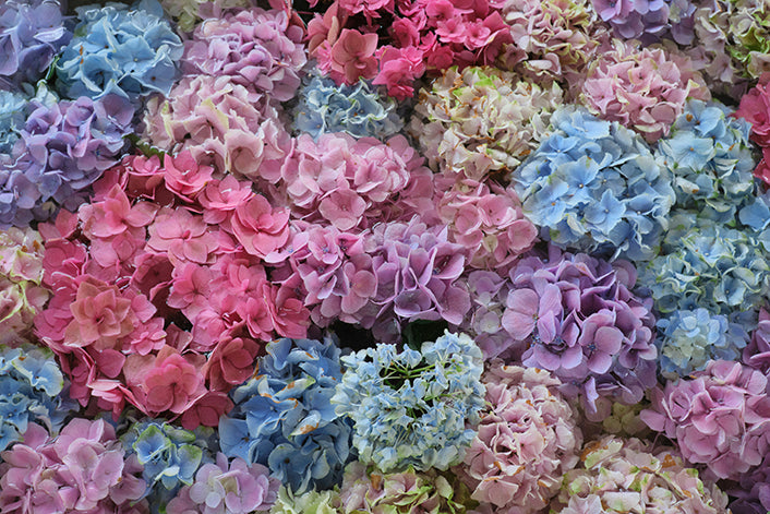 "Heavenly Hydrangeas" Flower Arranging Class