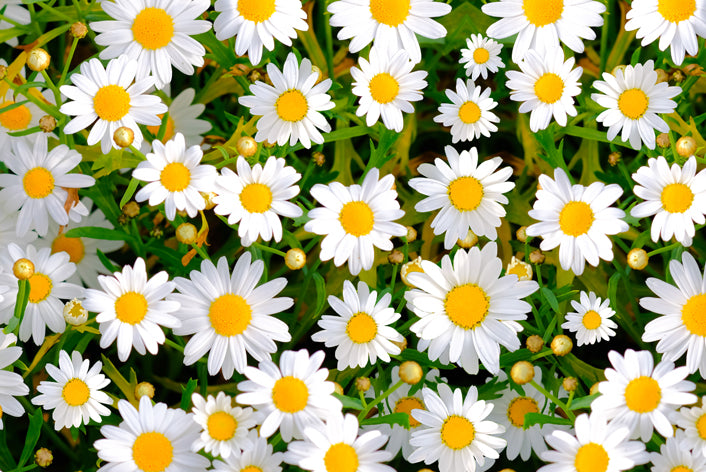 Summer Centerpiece Floral Design Class