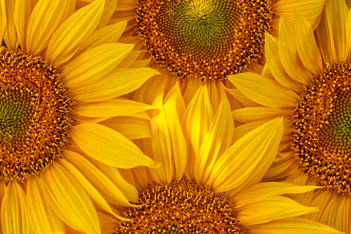 Sunflowers! The Floral Design Class