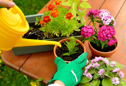 Plan Your Summer Garden