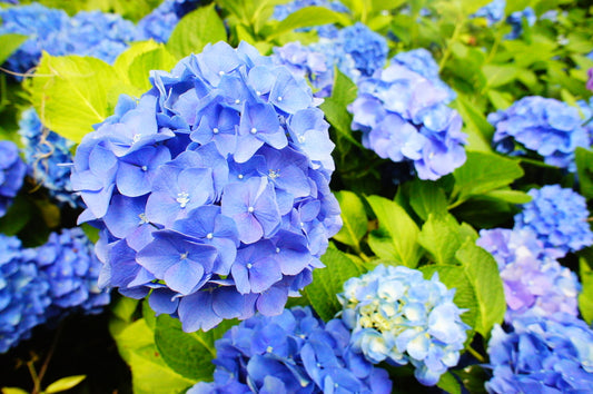 "Heavenly Hydrangeas" Flower Arranging Class